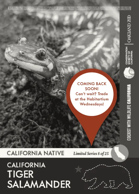 CoexistCA California Tiger Salamander Unavailable