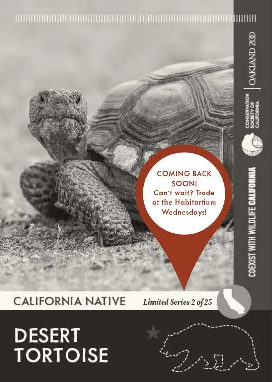 CoexistCA Desert Tortoise Unavailable
