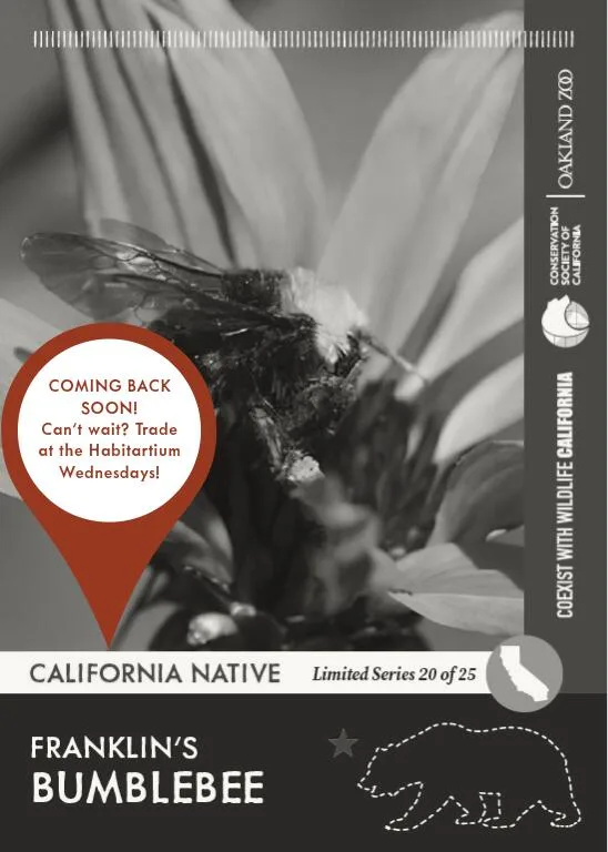 CoexistCA Franklins Bumblebee Unavailable