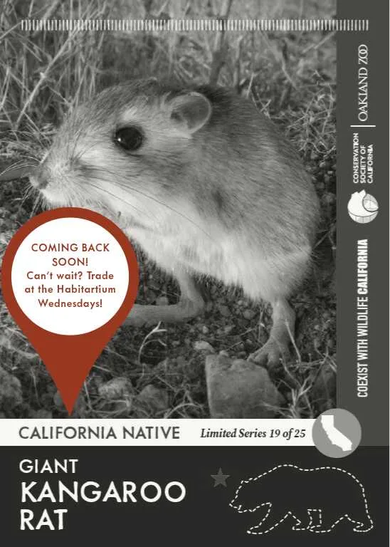 CoexistCA Giant Kangaroo Rat Unavailable