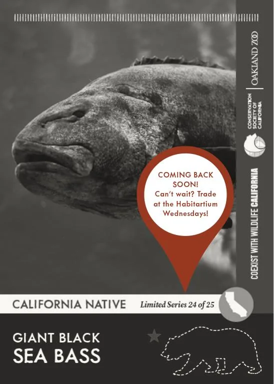 CoexistCA Giant Sea Bass Unavailable