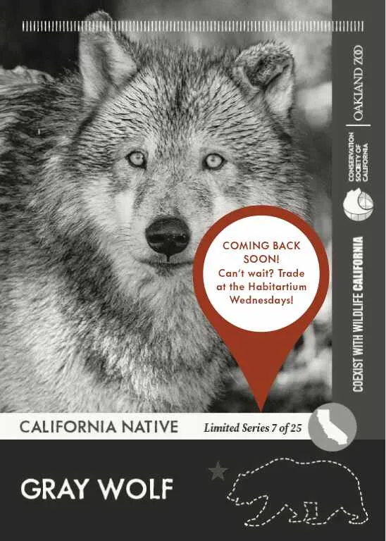 CoexistCA Gray Wolf Unavailable