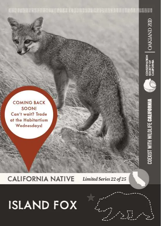 CoexistCA Island Fox Unavailable