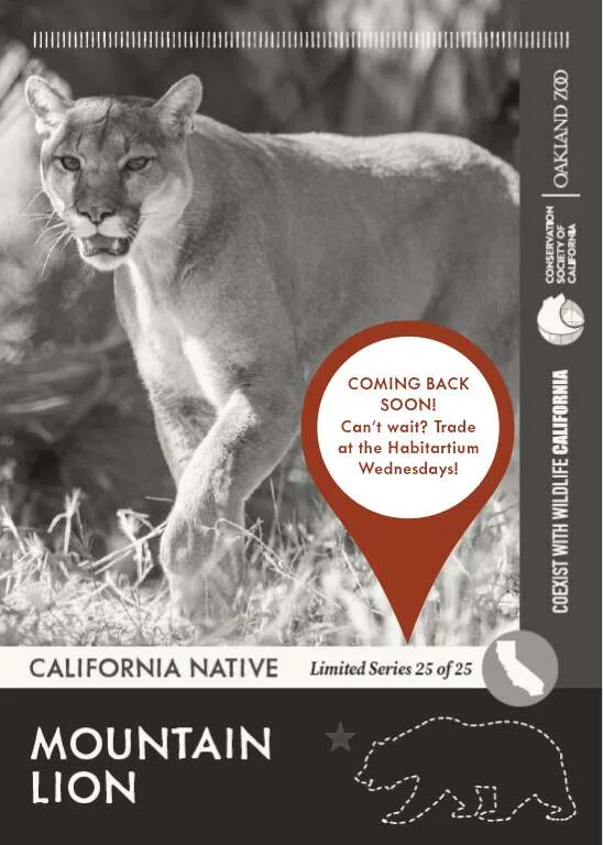 CoexistCA Mountain Lion Unavailable