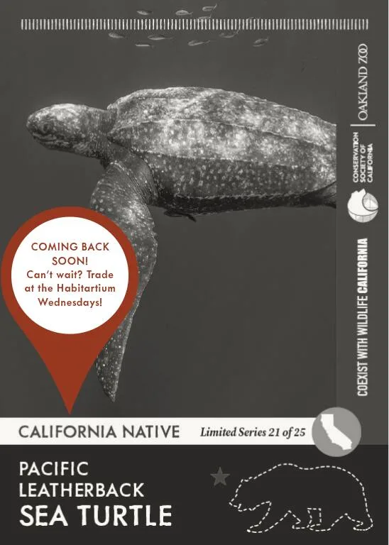 CoexistCA Pacific Leatherback Unavailable