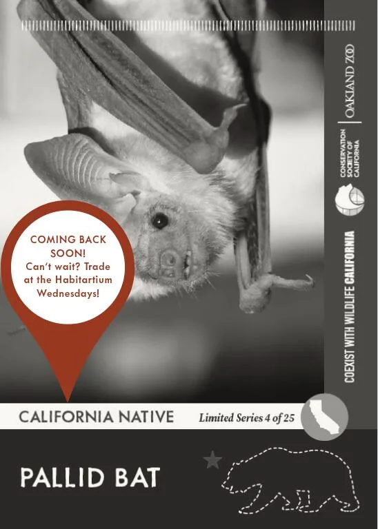 CoexistCA Pallid Bat Unavailable