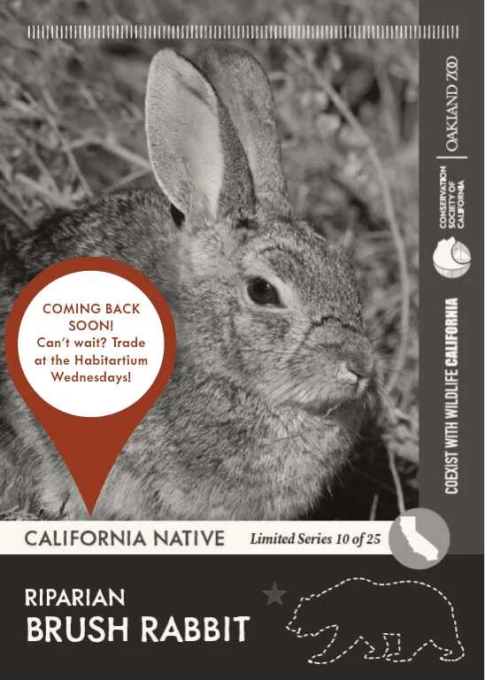 CoexistCA Riparian Brush Rabbit Unavailable