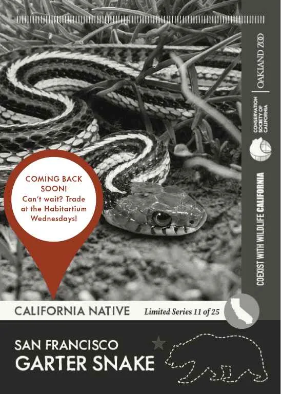 CoexistCA SF Garter Snake Unavailable