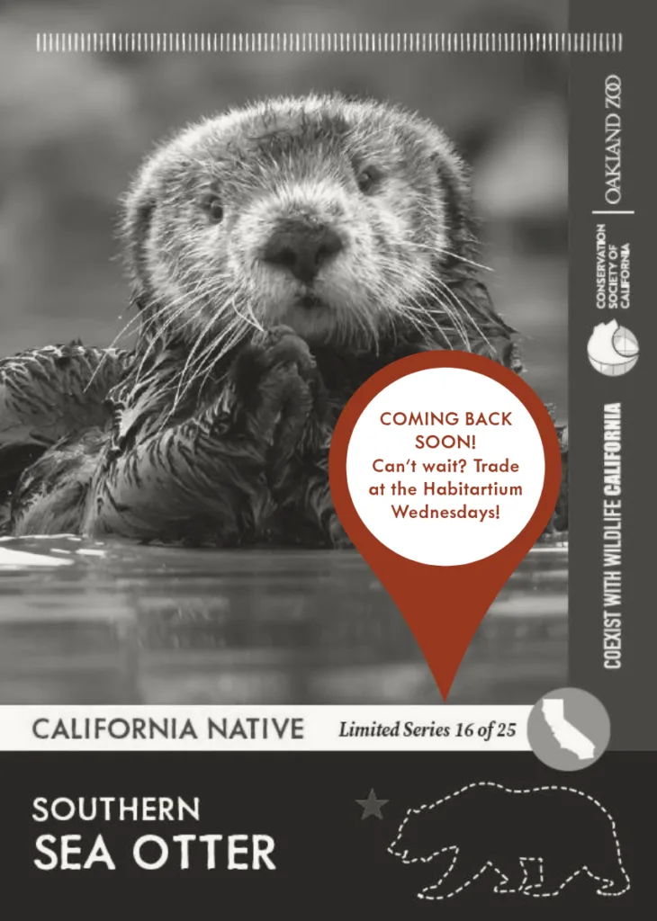 CoexistCA Southern Sea Otter Unavailable