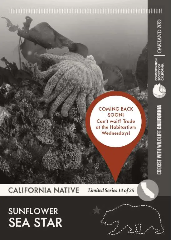CoexistCA Sunflower Sea Star Unavailable