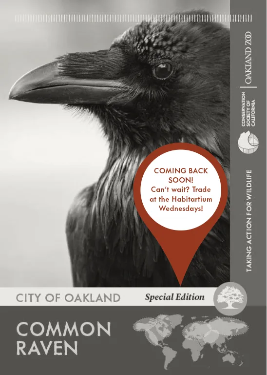 Common Raven Unavailable