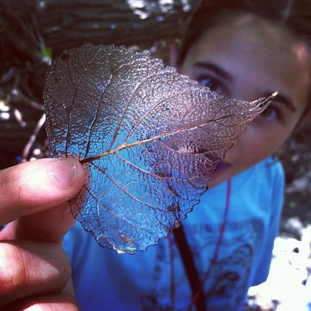 Curious Cachers Clear Leaf 7 25 13 by Andy Leiser 300dpi