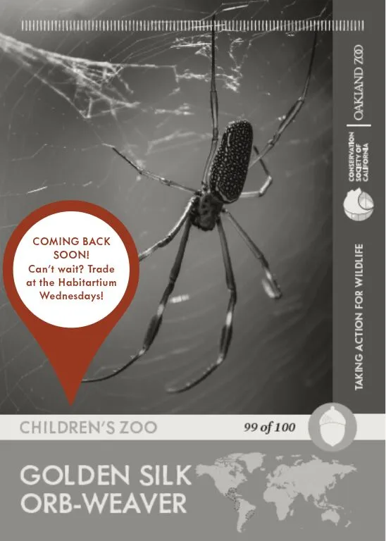 Golden Silk Orb Weaver Unavailable