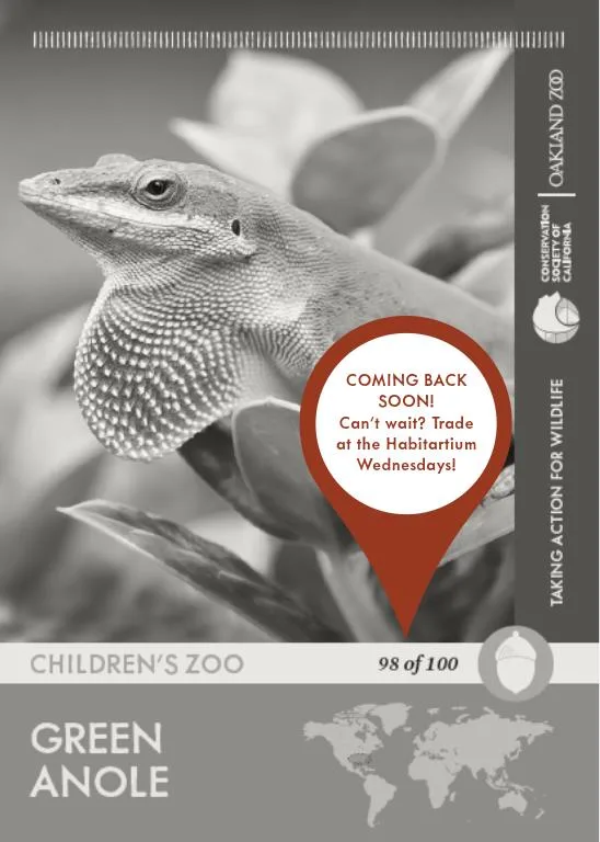 Green Anole Unavailable