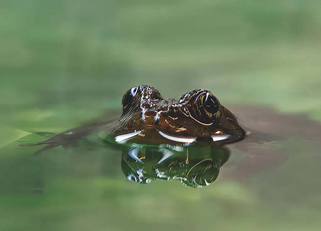 Mountain Yellow legged Frog extended copy 2