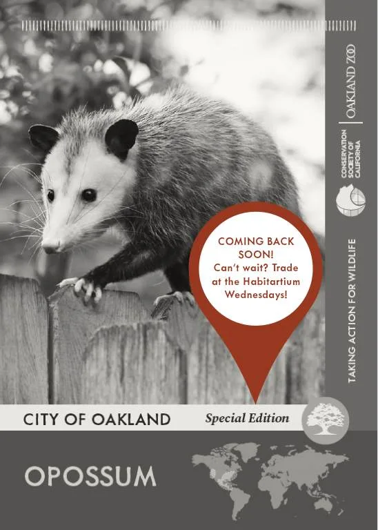 Opossum Unavailable