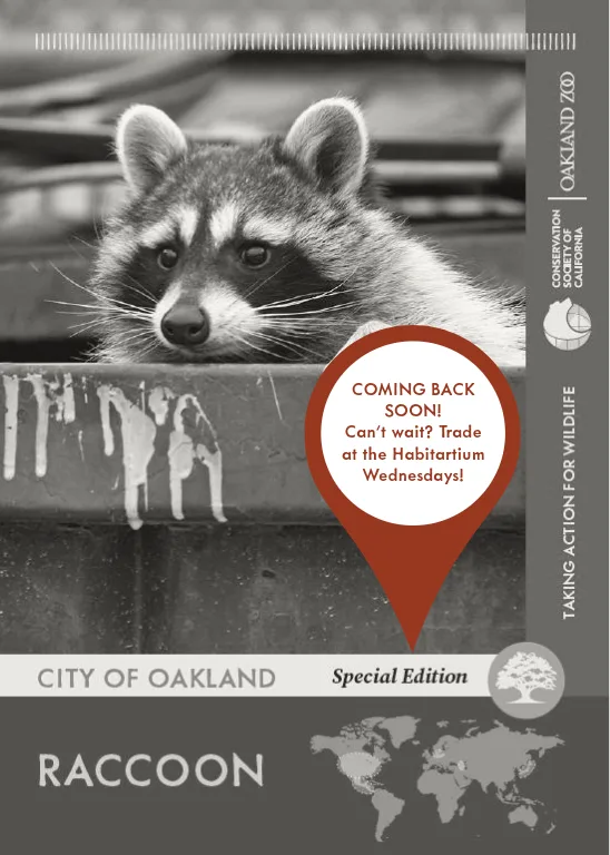 Raccoon Unavailable