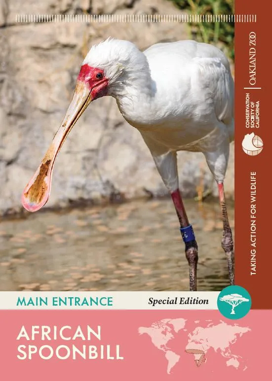 Special Edition African Spoonbill