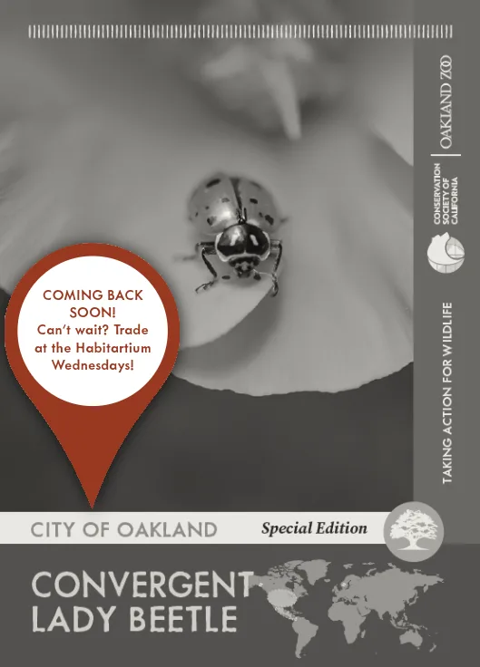 Special Edition Convergent Lady Beetle Unavailable