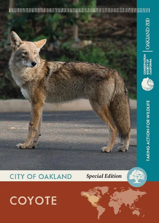 Special Edition Coyote