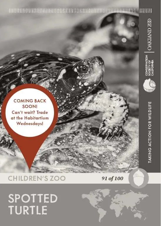 Spotted Turtle Unavailable