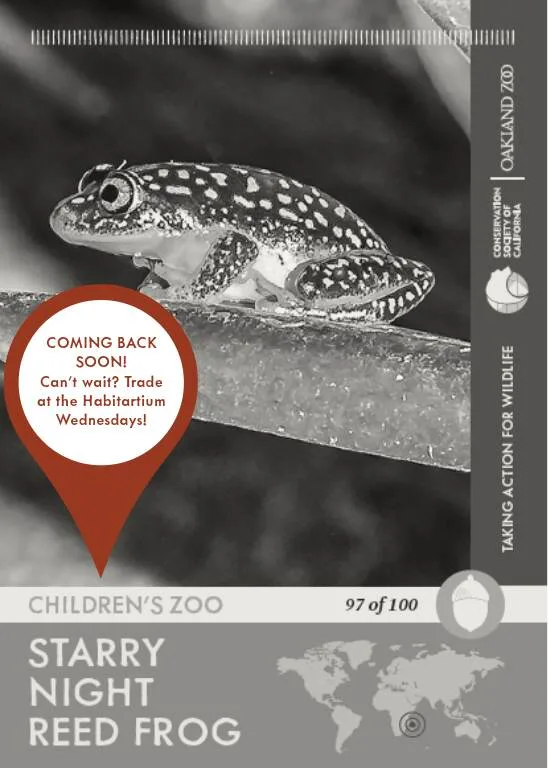 Starry Night Reed Frog Unavailable