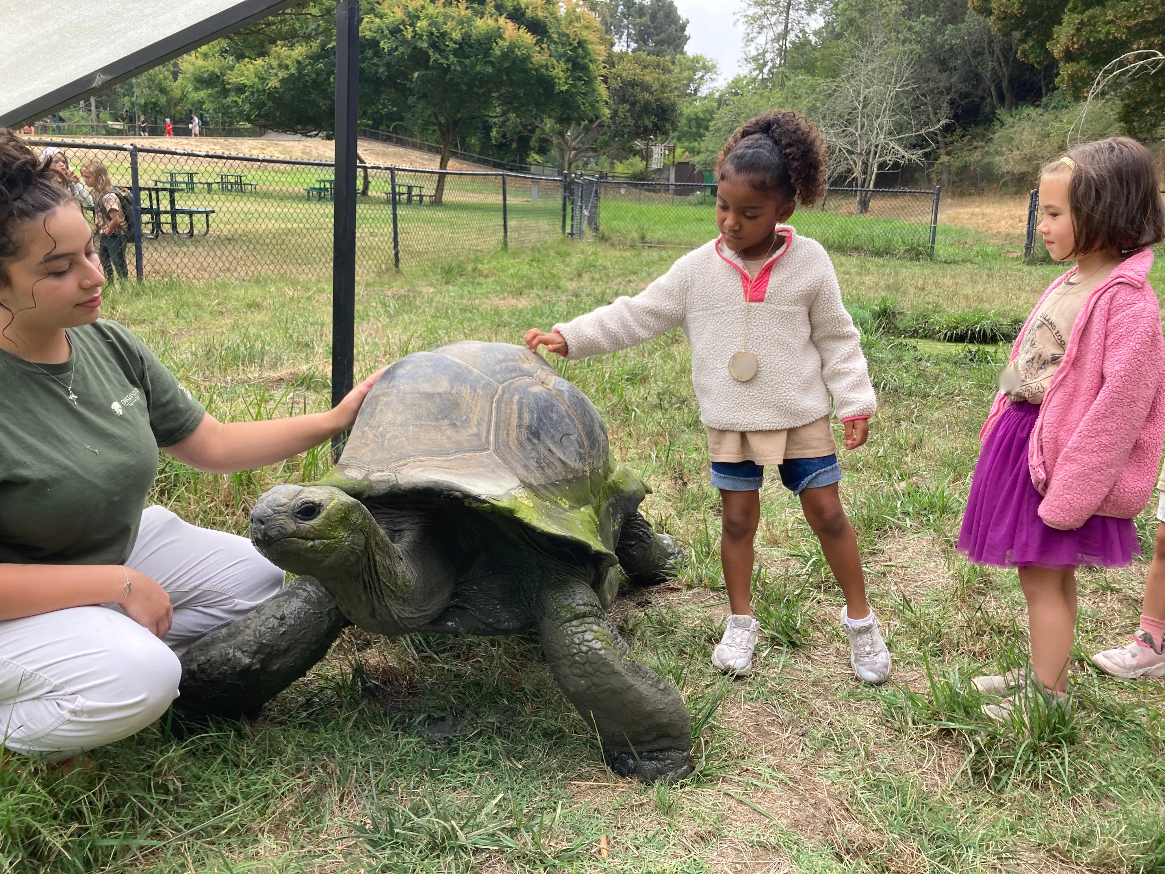 Tortoise BTS 32 Edited