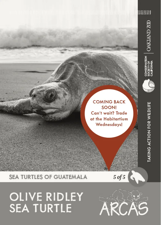 TortugasdeGuatemala Olive Ridley Sea Turtle Unavailable
