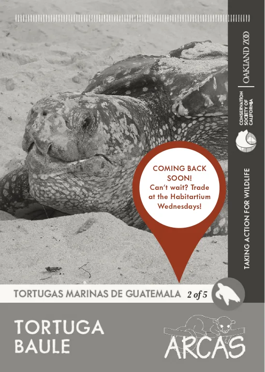 TortugasdeGuatemala Tortuga Baule Unavailable
