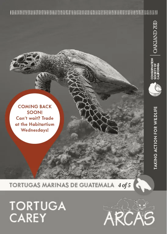 TortugasdeGuatemala Tortuga Carey Unavailable