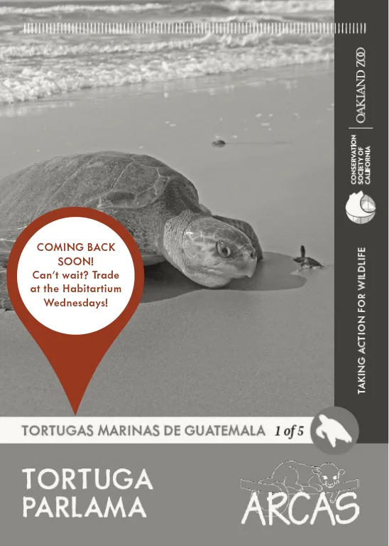 TortugasdeGuatemala Tortuga Parlama Unavailable