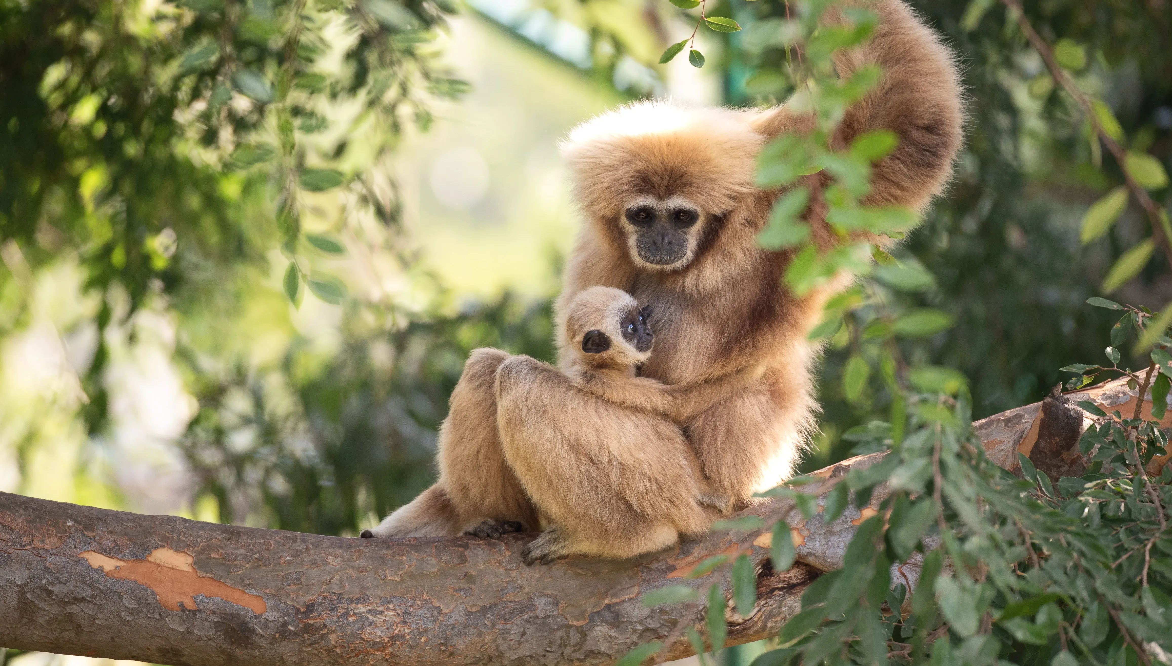 White Handed Gibbon 2 e1778608553693