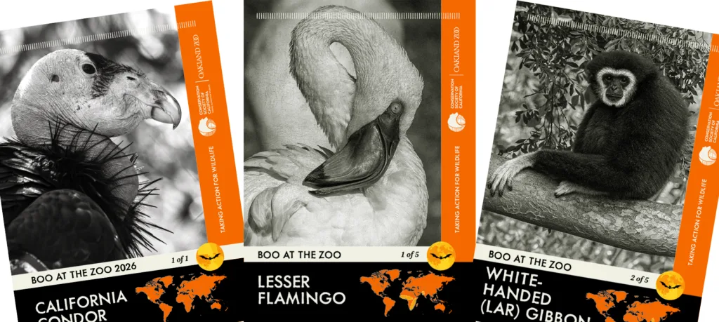 BATZ Cards copy
