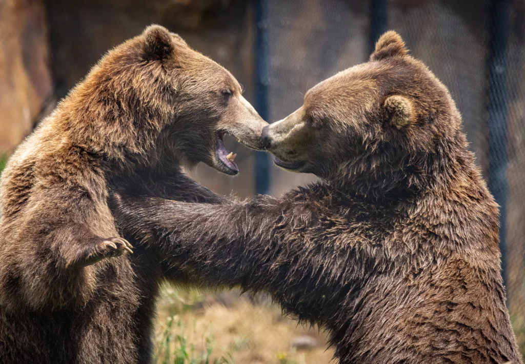 Brown bear faceoffDarrell Lavin 1