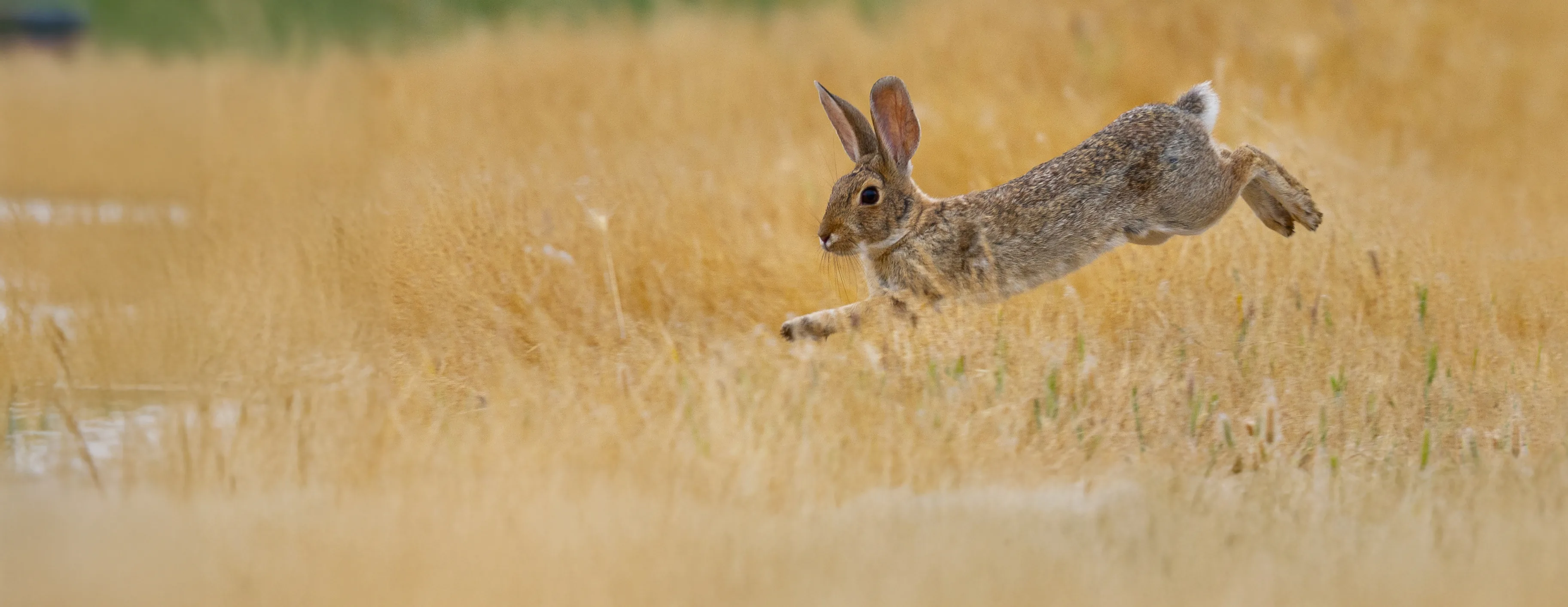 Bunny AdobeStock 617526368 extended copy4