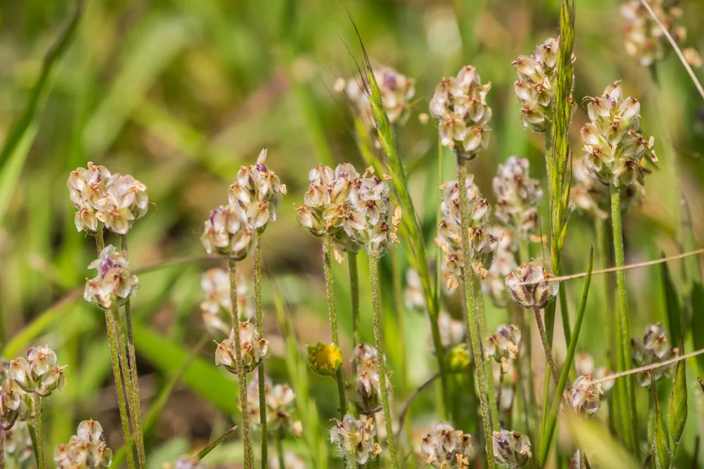 California Plantain small