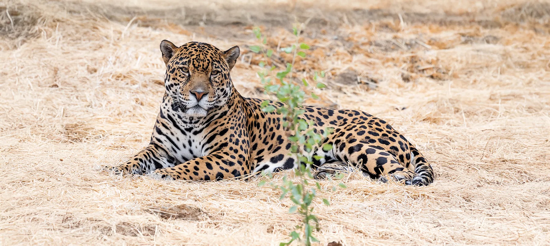 Lucha Jaguar 8330 copy1