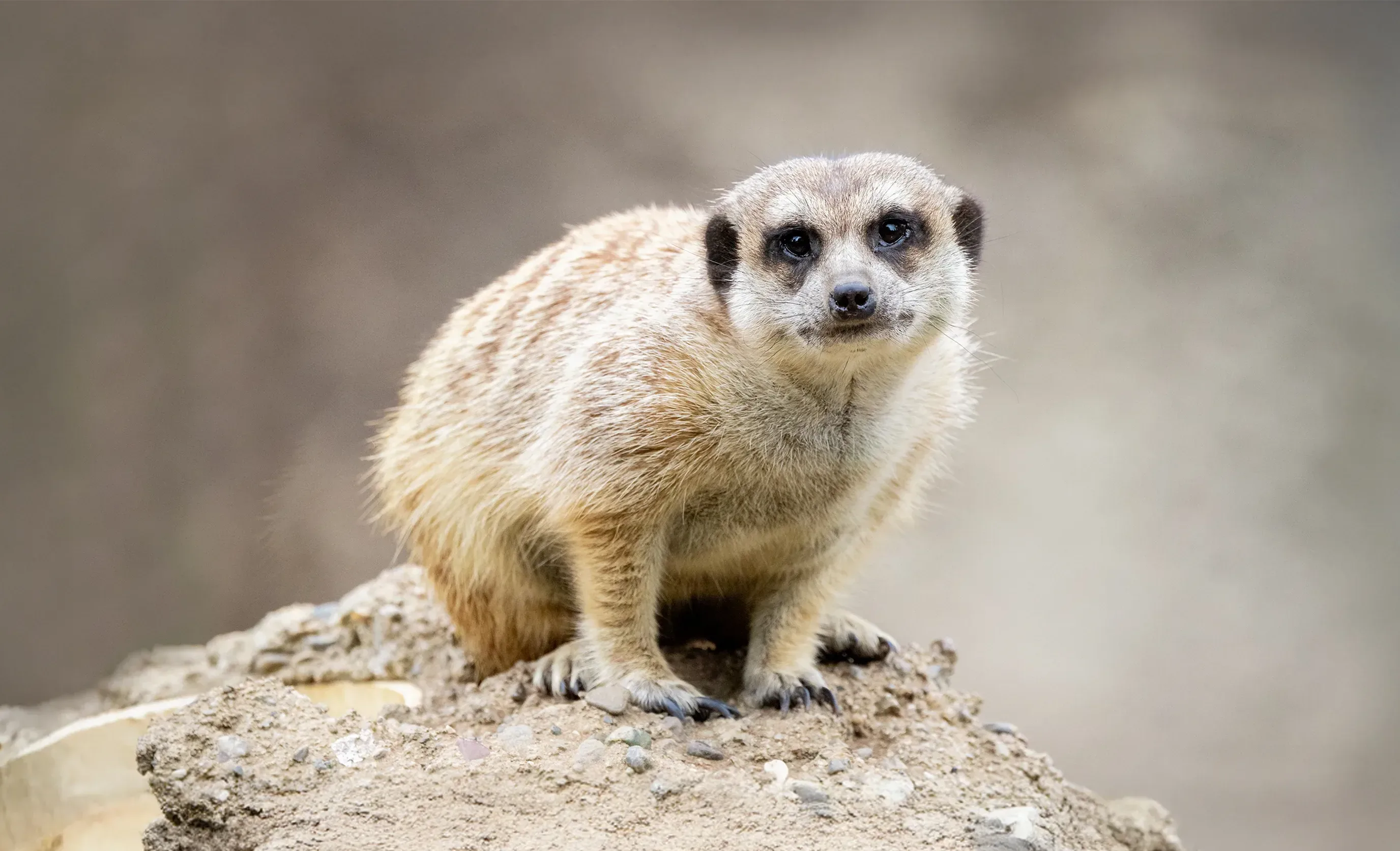 Meerkat Darrell Lavin extended3 e1778729528193