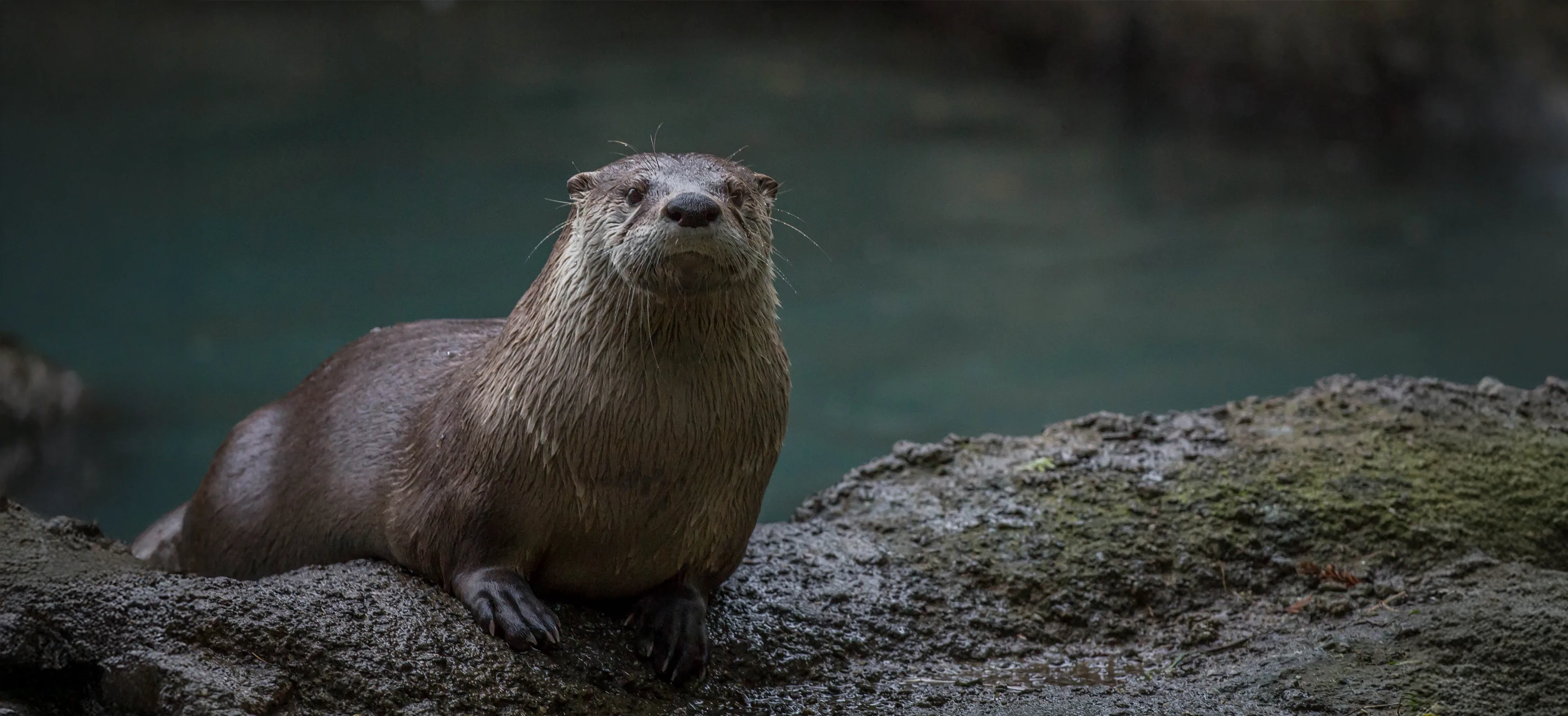 Otter Header copy