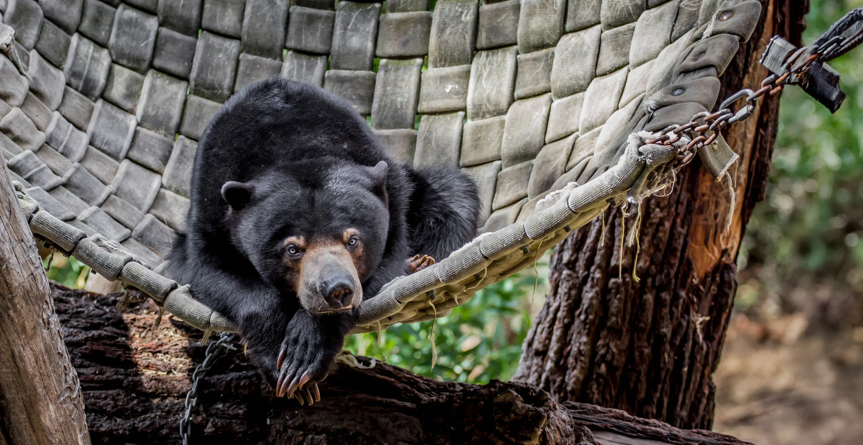 Pagi sun bear Gage Zamrzla3