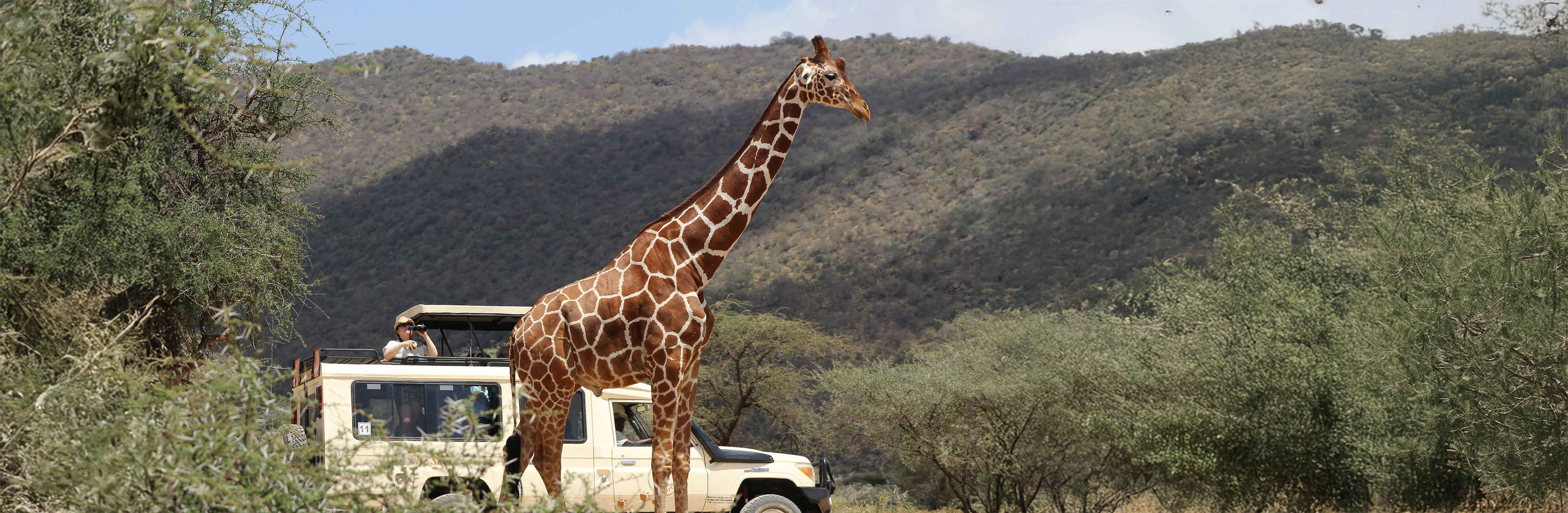 Photos for reticulated giraffe edit copy2