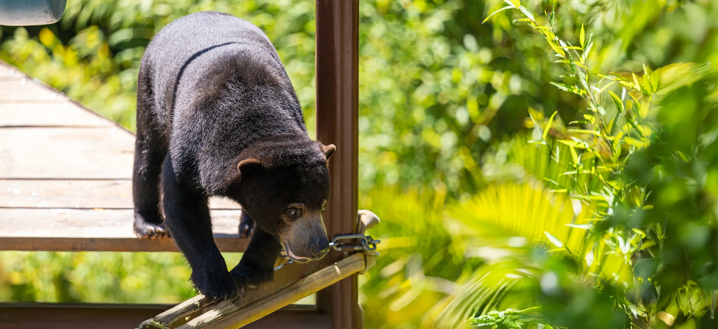Sun Bear Drake Paul copy1