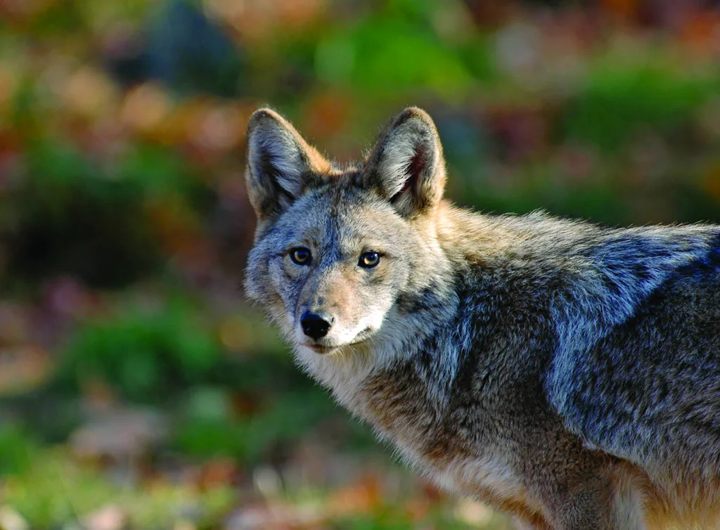 AdobeStock 262896 coyote CMYK