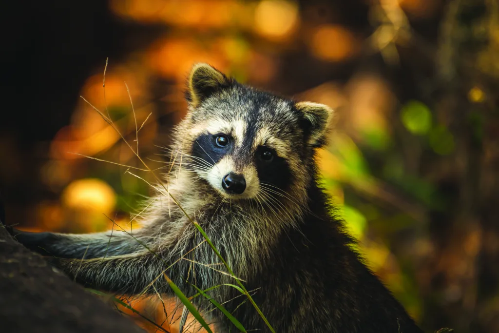 AdobeStock 303722108 raccoon CMYK