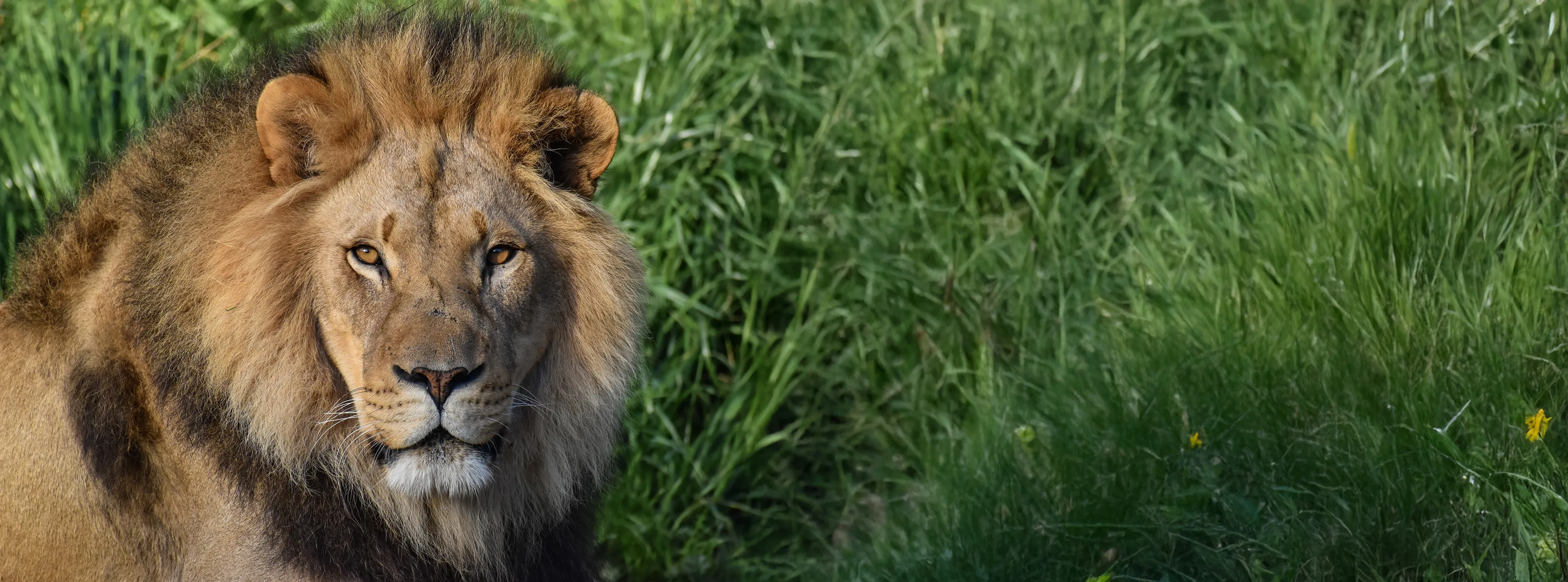 Lion Front extended copy