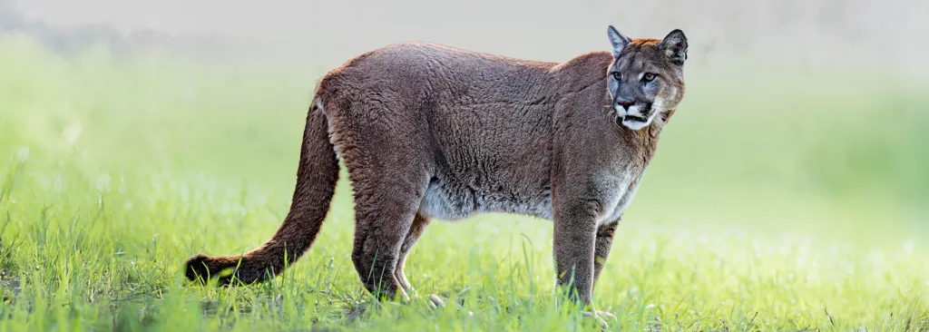 Mountain Lion 3 extended copy2