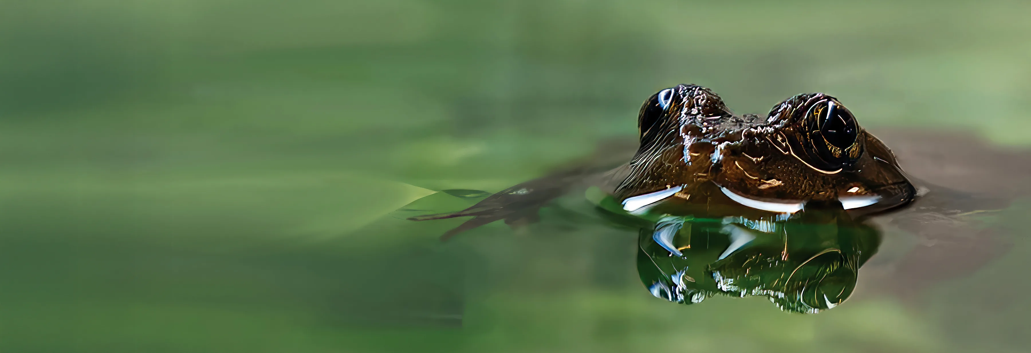 Mountain Yellow legged Frog website copy2