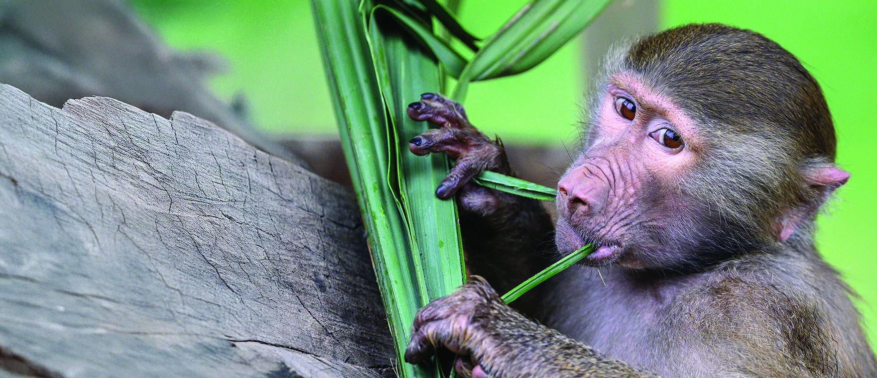 baboon Justin