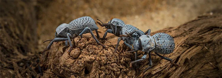 Death Feigning Beetle 386270583 small copy