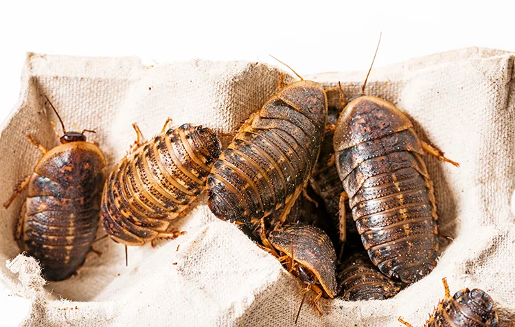 Dubia Roach 130924984 small
